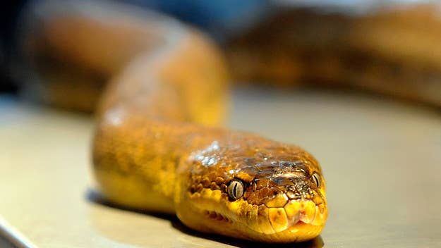 A 2-year-old in Turkey was bitten on the lip by a 20-inch snake and reportedly responded by sinking her teeth into the reptile and killing it.