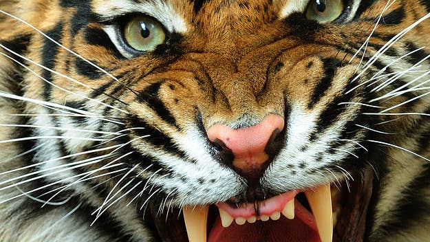 A zookeeper died of a heart attack at the age of 23 after he was attacked by a Bengal tiger while petting the animal shortly before feeding time.