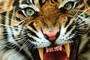 Bengal Tiger snarling stock photo