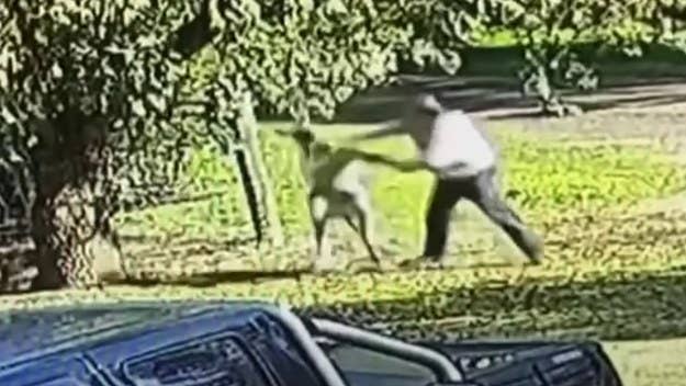 A man in Australia was involved in a six-minute fight with a kangaroo in his backyard after he stepped in when he saw it was messing with his dogs.
