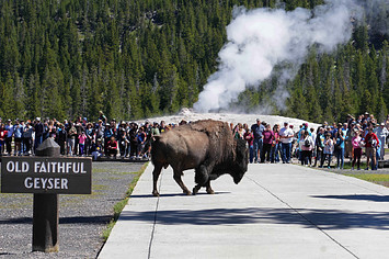 A bison walks past people at Yellowstone National Park.