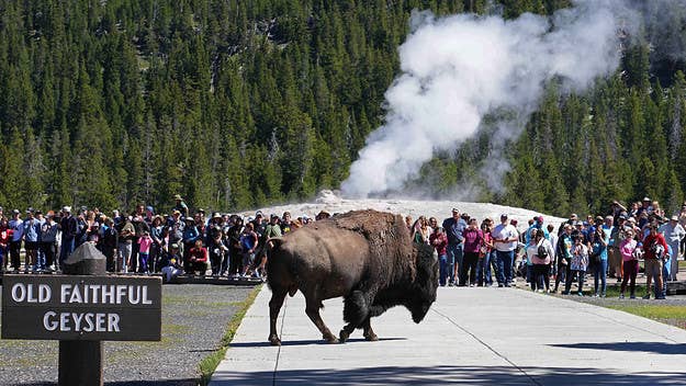 A man was with his family visiting Yellowstone National Park when a bison charged towards the group, injuring him and knocking down a child.
