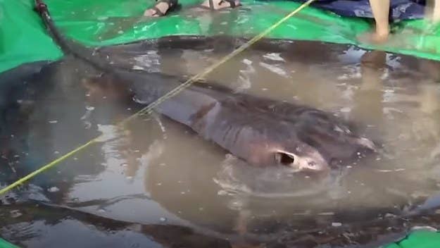 A 42-year-old fisherman in Cambodia hooked what turned out to be a 661-pound stingray, making it the largest recorded freshwater fish ever caught.