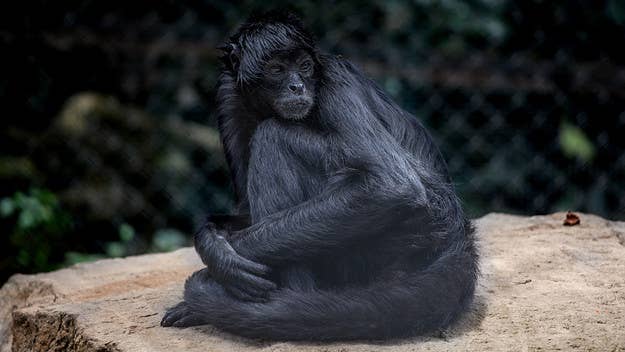 A spider monkey, seen wearing a tiny “bulletproof” vest and camouflage jacket, was found dead in the aftermath of a cartel shootout in Mexico.