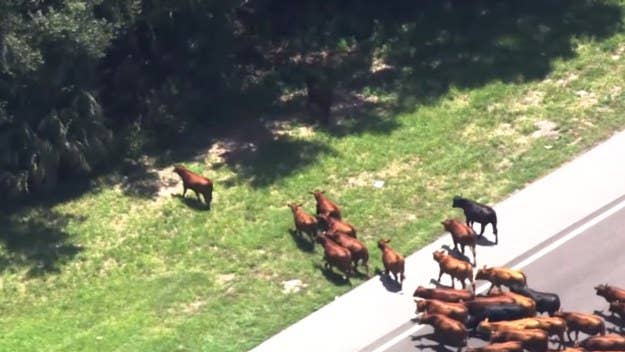 A herd of cattle halted traffic on a turnpike in central Florida on Monday afternoon, as dozens of cows blocked traffic, leading to massive delays.