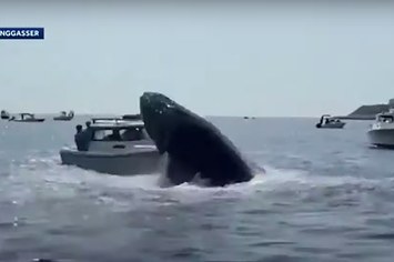 Whale breaches water and strikes boat