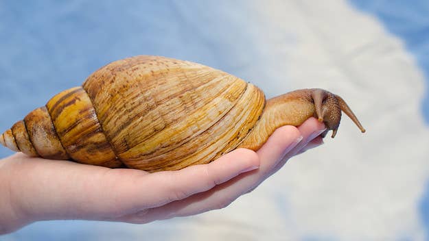 State officials say the Giant African Land Snail was found June 23 in the New Port Richey area of Pasco County. The region is now under quarantine. 