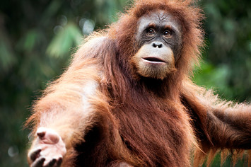 Photo of orangutan in forest