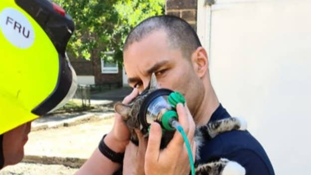 Prior to the introduction of specialist equipment, firefighters rescuing animals that had inhaled smoke were forced to improvise to try to revive them.