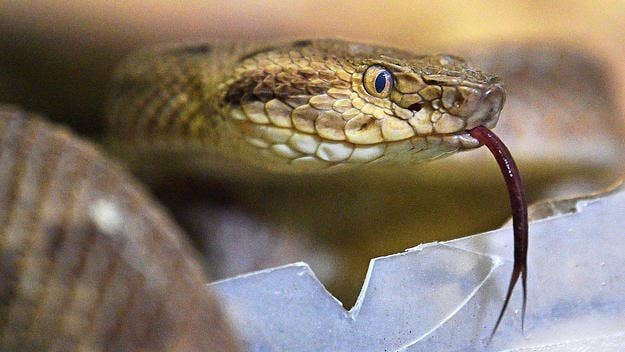 According to The World Health Organisation, there are over 250 venomous snake species, mostly native to Asia, Africa, Latin America and Oceania.
