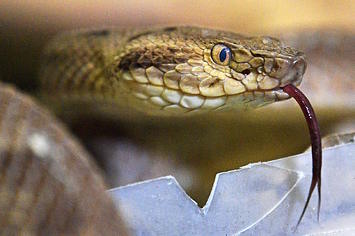 A highly venomous Golden Lancehead snake
