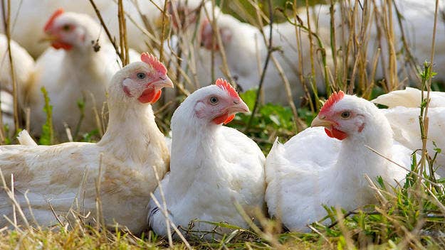 A Nebraska farm had to destroy a whopping 570,000 chickens after a bird flu outbreak was discovered, marking the largest of its kind since 2015. 