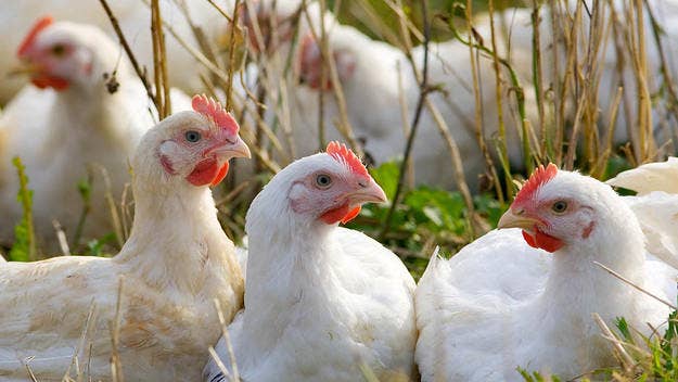A Nebraska farm had to destroy a whopping 570,000 chickens after a bird flu outbreak was discovered, marking the largest of its kind since 2015.