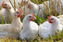 Photograph of free range chickens