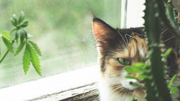 University of Guelph says a study by the Ontario Veterinary College shows that more pets are being poisoned by cannabis since weed was legalized in Canada.