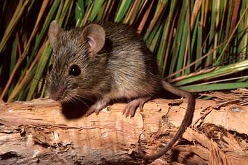 A Western chestnut mouse.