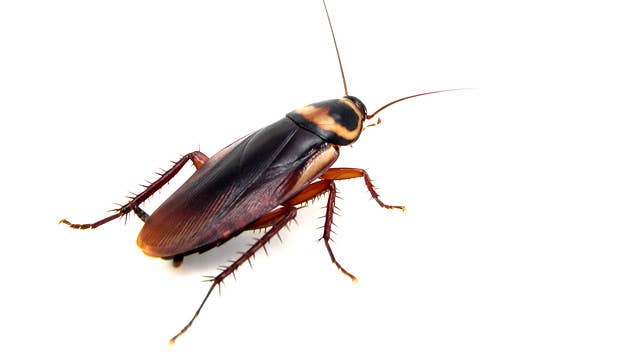 An Ohio man has filed a lawsuit against a South Carolina hotel alleging a cockroach crawled into his ear while he was asleep during his stay.