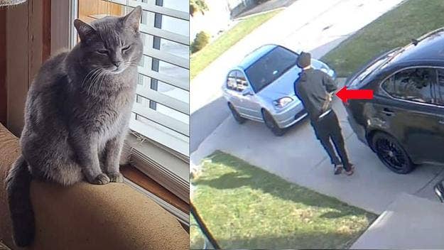 The delivery man allegedly scooped the cat up and drove off with it, only to release it about 10 kilometres away from its home. The cat is still missing.