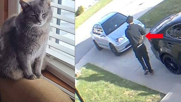 The delivery man allegedly scooped the cat up and drove off with it, only to release it about 10 kilometres away from its home. The cat is still missing.