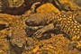 Feds: Man smuggled 1,700 reptiles from Mexico, Hong Kong