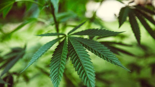 The Department of Health and Social Care has announced that large-scale trials of medicinal cannabis will begin “as soon as possible” in the United Kingdom.