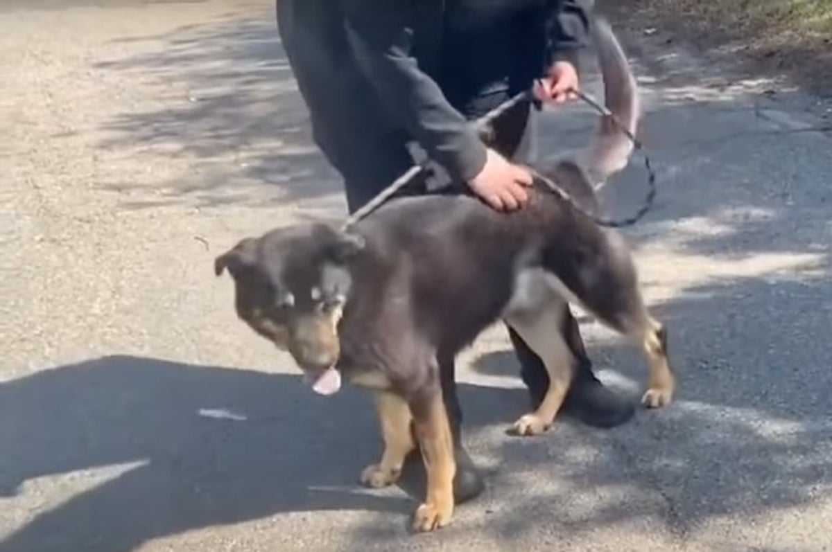 Same Sex Couple Adopts Dog Whose Story Went Viral for Being Left at Animal  Shelter After Owners Thought He Was Gay | Complex