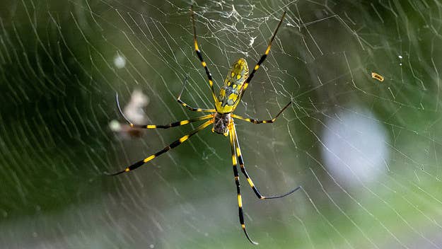 Huge and invasive Joro spiders are expected to proliferate on the east coast of the U.S., per a new study from scientists at the University of Georgia.