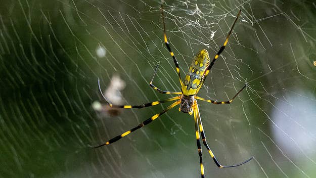 Huge and invasive Joro spiders are expected to proliferate on the east coast of the U.S., per a new study from scientists at the University of Georgia.
