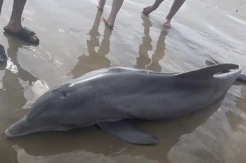 Photo of a sick dolphin that later died after being harassed by beachgoers.