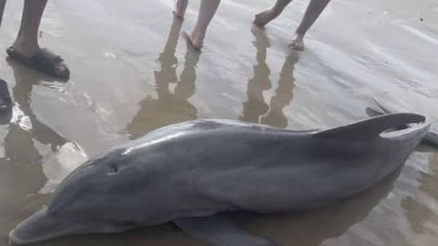A sick dolphin died after a group of beachgoers spotted the animal on a beach in Texas, pushed her back to sea, and then attempted to ride her.