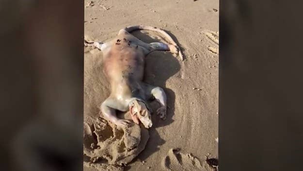 The now-viral video was filmed by a pastor named Alex Tan. Experts say the creature's structure indicates it's most likely a "swollen" possum that lost its fur.