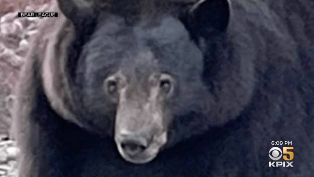 A massive 500-pound black bear known as "Hank the Tank" was alleged to have broken into over two dozen homes in South Lake Tahoe, California.