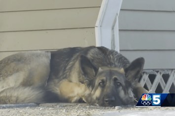 dog saves men from flipped truck