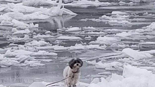 It all began when deputies and firefighters responded at 9:12 a.m. after they discovered the dog was stuck 30 yards from shore, and acted promptly to rescue it.