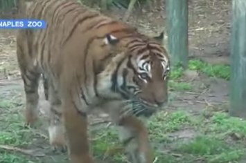 A tiger is seen at a zoo