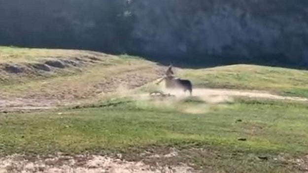 A rampaging bull made an appearance at an off-road bike race in Bakersfield, California, this weekend, as several cyclists were attacked by the animal.