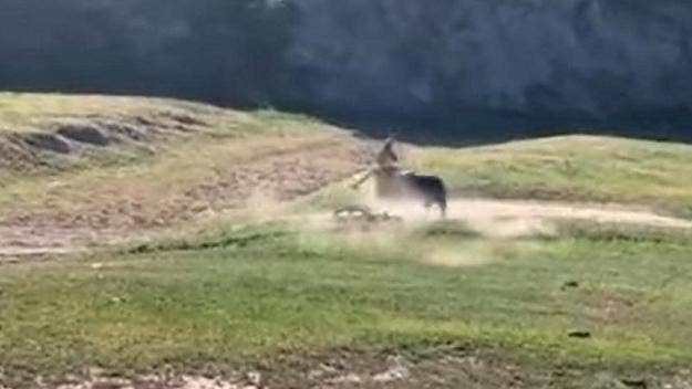 A rampaging bull made an appearance at an off-road bike race in Bakersfield, California, this weekend, as several cyclists were attacked by the animal.