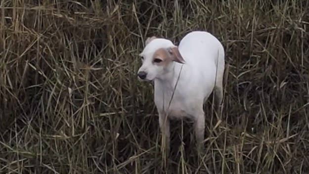 A stranded dog was steered away from a rapidly rising tide after a drone pilot came up with the idea of using a sausage to lure the canine to safety.