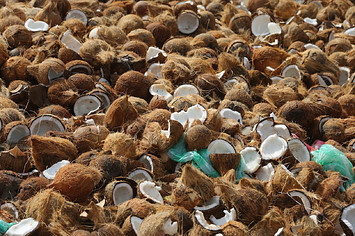 Photograph of smashed coconuts