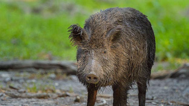 According to an expert, the wild pigs are “the most successful invasive large mammal on the planet" with no natural predators to keep them in check.
