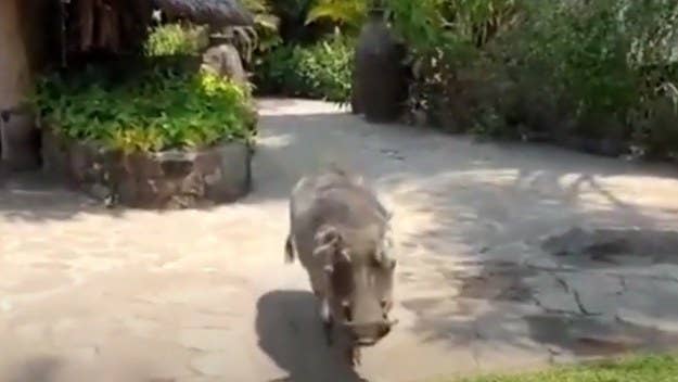 The Internet is having a field day after someone was attacked by a warthog after apparently thinking it'd be like Pumbaa from 'The Lion King.'