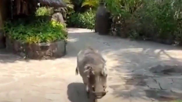 The Internet is having a field day after someone was attacked by a warthog after apparently thinking it'd be like Pumbaa from 'The Lion King.'