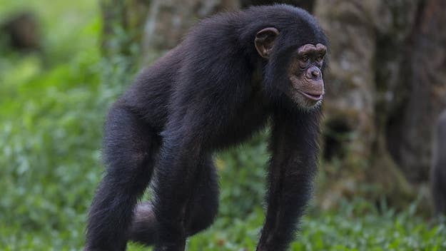 A chimp was caught masturbating with a plastic bottle, which scientists say is the first time a wild chimp has been seen using a man-made object in that way.