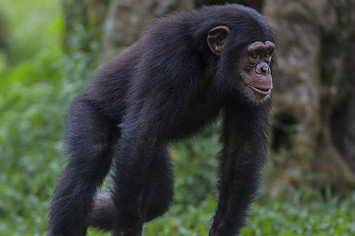 Chimpanzee in Belguim