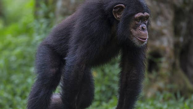 A chimp was caught masturbating with a plastic bottle, which scientists say is the first time a wild chimp has been seen using a man-made object in that way.