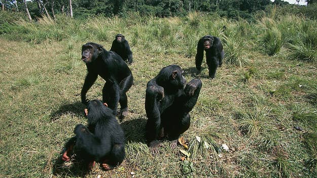 Leprosy, a rare occurrence in the United States, is at the center of findings presented by researchers this week showing its presence in wild chimps.