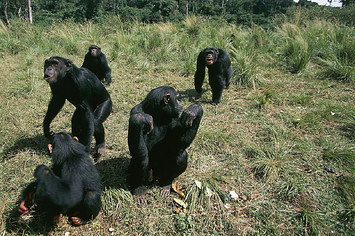 A group of wild chimps enjoy a sunny day outdoors.