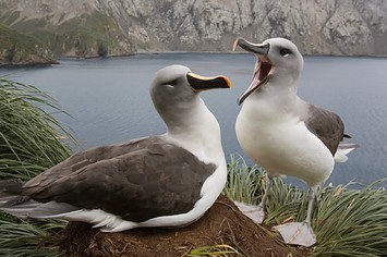 Climate crisis pushes albatross ‘divorce’ rates higher – study