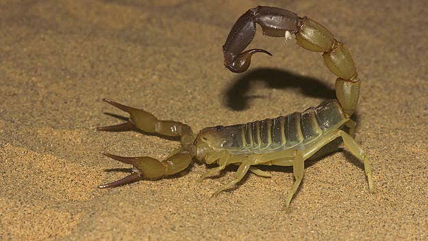 At least three people have died and another 500 were hospitalized after a flood caused by a torrential downpour brought deadly scorpions into people's homes.