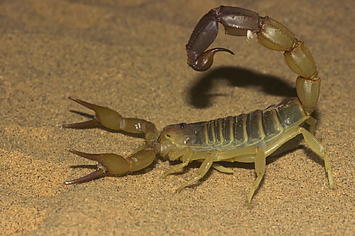 Fattail scorpion or fat tailed scorpion.